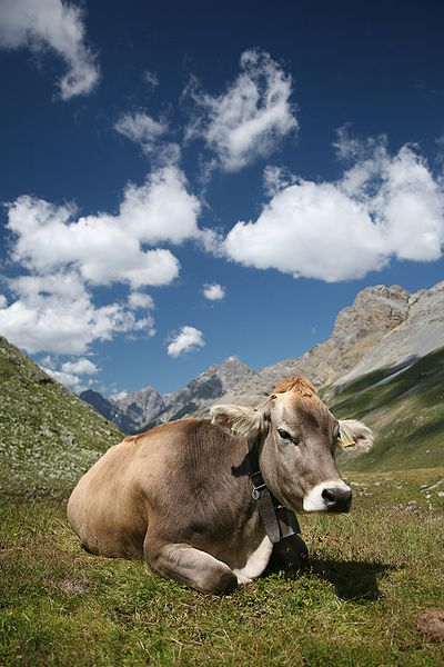 Cow (Swiss Braunvieh breed) - Wikipedia Source